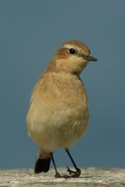 Carrellata di Culbianchi e Stiaccini.